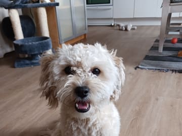 Shih-poo · Fränsta · Katarina H.