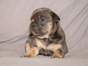 French Bulldog · Munka-ljungby · Skogslyckan