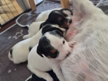 Parson russell terrier · Ljungsbro · Tinchens