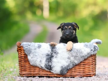 Tysk Schäferhund · Molkom · Jobarks