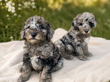 Labradoodle · Nol · Lyckliga Vovven