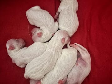 Coton de tuléar · Aalborg · Kystvejens Coton og Xolo