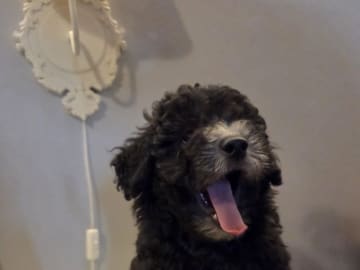 Shihpoo