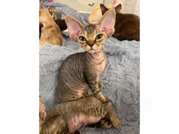 Devon Rex · Husum · S*Bonnea’s