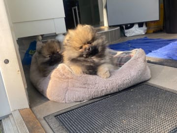 Pomeranian · Enskede · China Garden