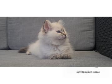 Ragdoll · Tvärålund · SE*Sacred Stars