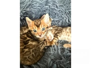 Bengal · Ekerö · SE*ExoticJungleCats