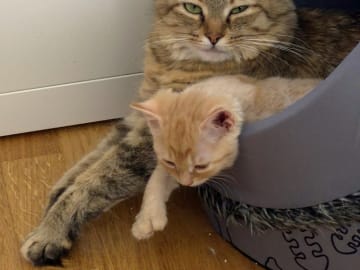 Maine Coon · Västra Frölunda · Dagdrivarn