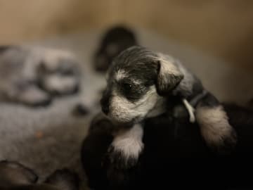 Dvärgschnauzer · Partille · Encalnas' Kennel