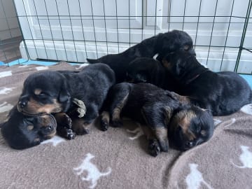 Rottweiler/American Bully XL · Gärsnäs · Helena