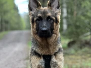 Tysk Schäferhund · Vittinge · Estridh S.