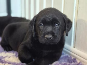Labrador retriever · Laholm · Golden moonstones