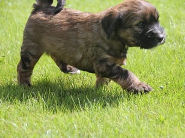 Tibetan Terrier · Halden · Lena Mari Fjeld