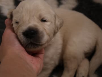 Golden retriever · Tjällmo · Ekbergarn’s  kennel