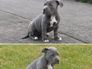 American bully · Oxie · Rodrigo M.