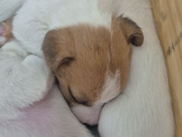 Jack Russell Terrier · Hudiksvall · Högskogens dröm