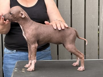 American Hairless Terrier · Mellerud · Ticket to win