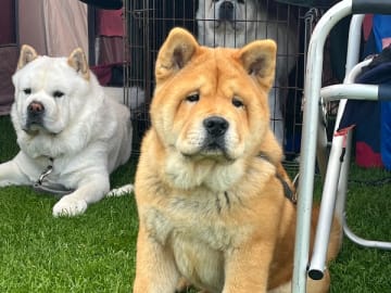 Chow chow · Hedesunda · Chowhill’s