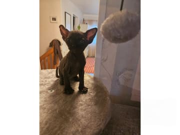 Sphynx · Hudiksvall · SE*Joy Fable