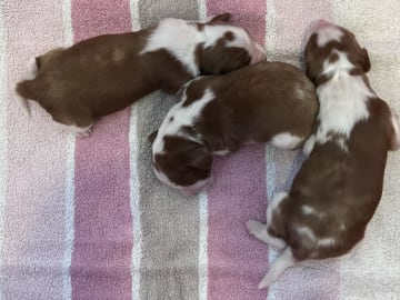 Welsh springer spaniel · Strängnäs · Okej's kennel