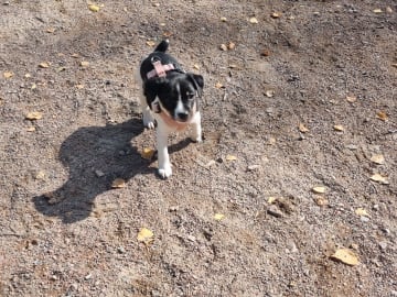 Dansk-svensk gårdshund · Karlstad · Pepparkakshusets kennel