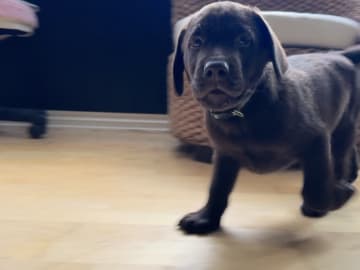 Labrador retriever · Rissa · Graciov A.