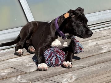 American staffordshire terrier · Hörby · Amis a Jamais