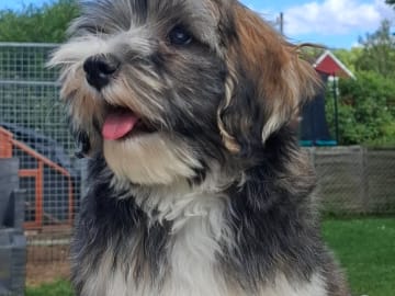 Bichon havanais · Mockfjärd · Candygolds