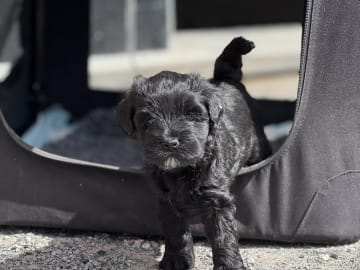 Tibetan Terrier · Skokloster · Solstickans
