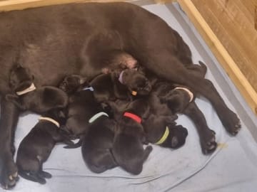 Labrador retriever · Skanderborg · Grethe Willemoes Andersen