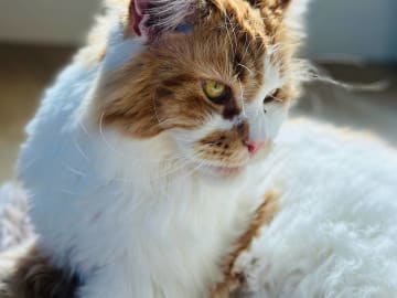 Maine Coon · Västra Frölunda · Jesper M.