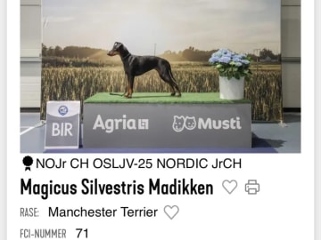 Manchesterterrier · Søndeled · Anja Viker Sandemose