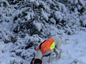 Halden Hound (Haldenstøver) · Tangen · Lykkelosberget