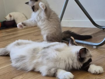 Ragdoll · Vällingby · Stardust