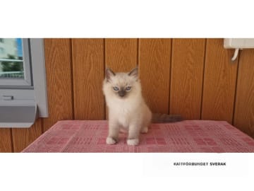 Ragdoll · Eskilstuna · Anders Söderberg