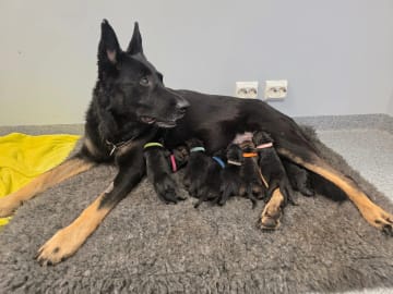 German Shepherd Dog · Saksvik · Hundhamaren