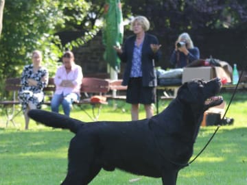 Labrador retriever · Hjallerup · Townfield's
