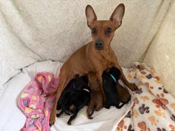 Dvärgpinscher · Manstad · Kennel Único Prrrito