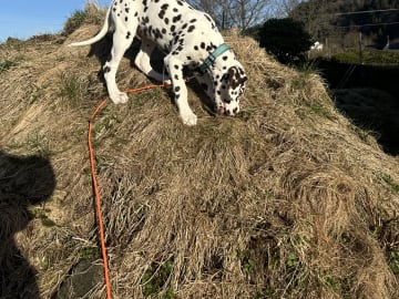 Dalmatian · Frekhaug · Kennel Shospot