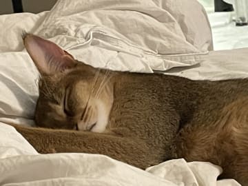 Chausie · Järfälla · Elia Y.