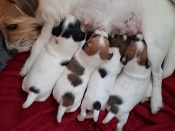 Jack russell terrier · Bjarkøy · Marita M.