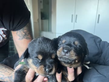 Rottweiler/American Bully XL · Gärsnäs · Helena