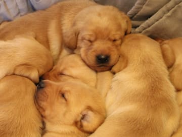 Labrador retriever · Hobøl · Lea Madeleine Kristiansen