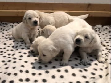 Golden retriever · Valbo · Good Pal's