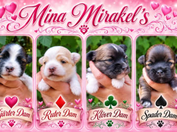 Bichon havanais · Överum · Mina Mirakel's