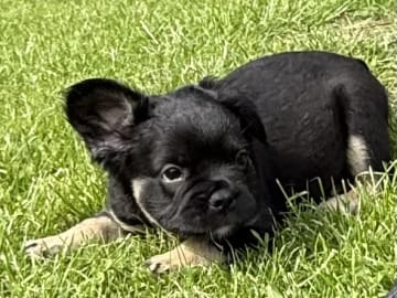 Fransk bulldogg · Knäred · Pontiacbulldogs