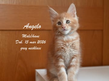 Maine Coon · Ugglarp · WH Jolly Tail’s