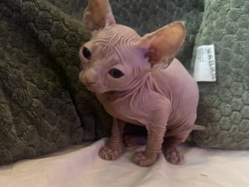 Sphynx · Skogås · Filippa J.
