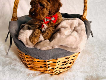Toy Poodle · Landskrona · Yuliia K.