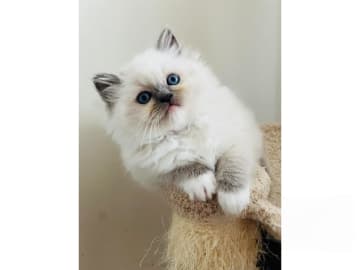 Ragdoll · Trollhättan · SE*Sapphire Blue Eyes